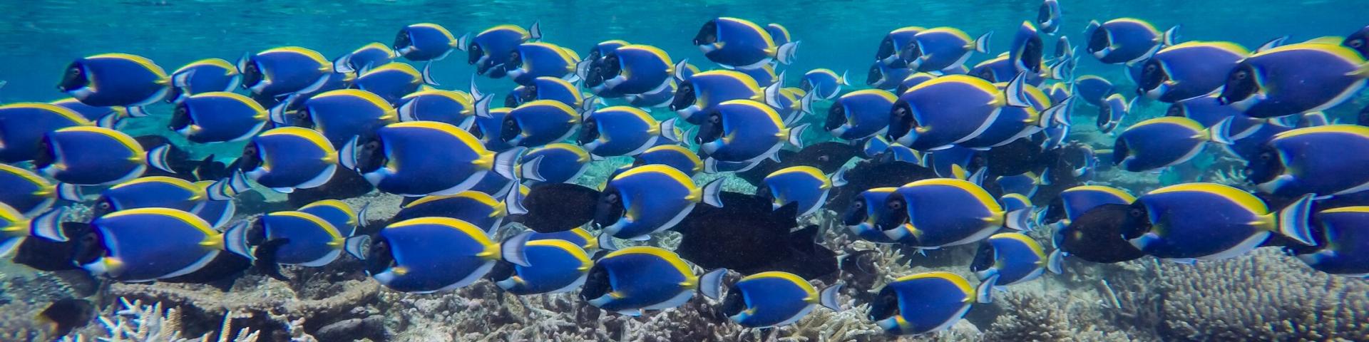 Nurkowanie na Mauritiusie